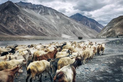 Livestock herd in a mountain valley Livestock herd in a mountain valley